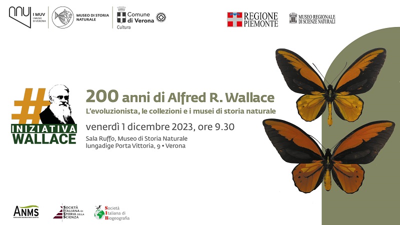 MSN 200wallace 800x450